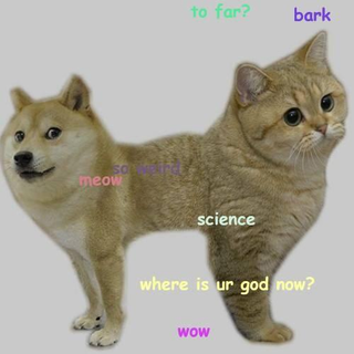 Illustration for article titled Team Cat is Preparing for War